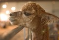 Alpacas 0049-2